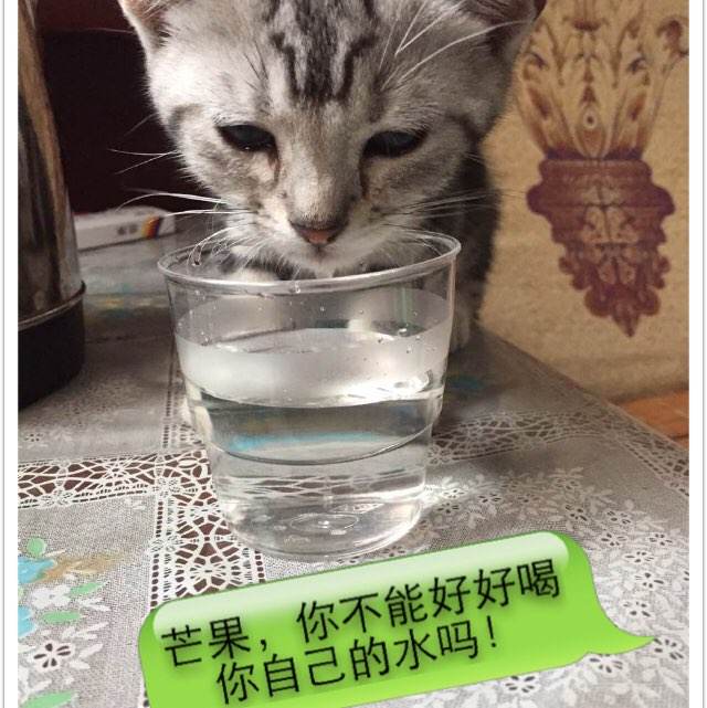 做个假的象棋等级证多少钱